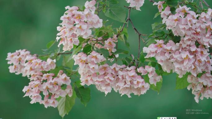 春天里粉红色的楸花（可商用）