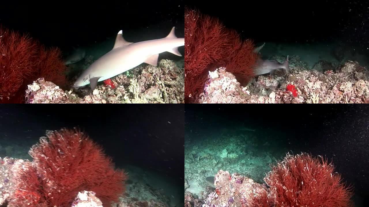 马尔代夫海底惊人珊瑚背景下的水下礁鲨。
