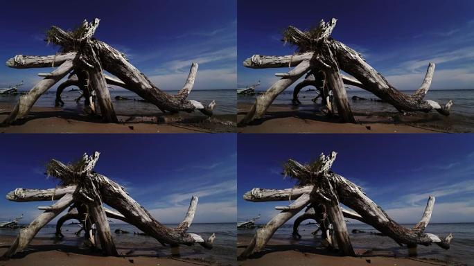 拉脱维亚波罗的海科尔卡角海滩上的死松树