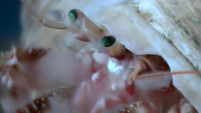 巨蟹寄居蟹在水下寻找白海海底的食物。