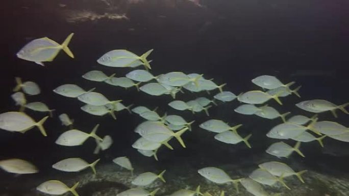一群鱼类游泳，富埃特文图拉加那利群岛