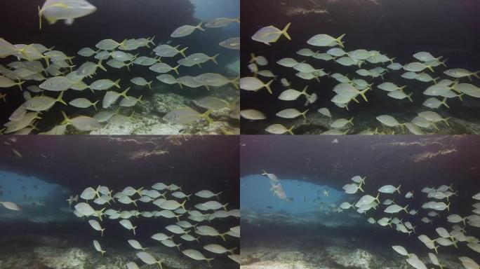 一群鱼类游泳，富埃特文图拉加那利群岛
