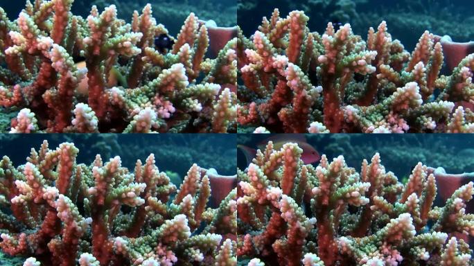 马尔代夫神奇海底的多色珊瑚中的鱼。