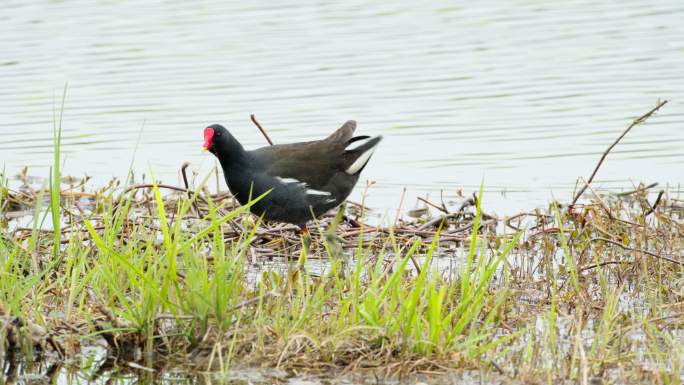 湿地水鸟黑水鸡觅食实拍