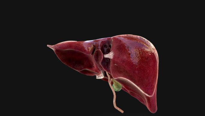 人体肝脏三维动画