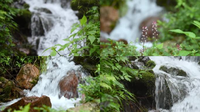 山水唯美生态自然水景特写花草