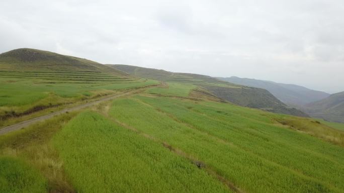 燕麦 富硒农作物 平安区 种植 航拍
