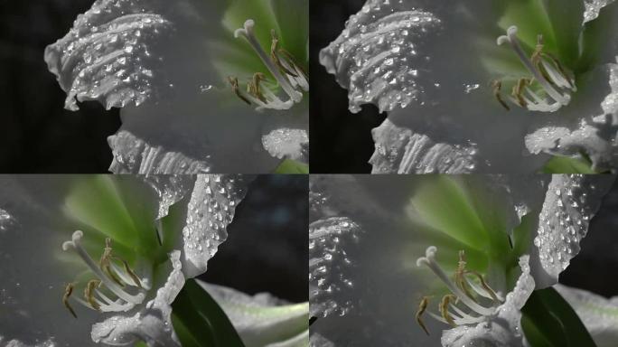 优雅的白色孤挺花，水滴在慢动作的风中颤抖。