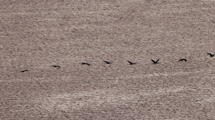 一群鹤贴着湖面飞行慢动作视频