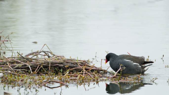 湿地沼泽水鸟黑水鸡上岸