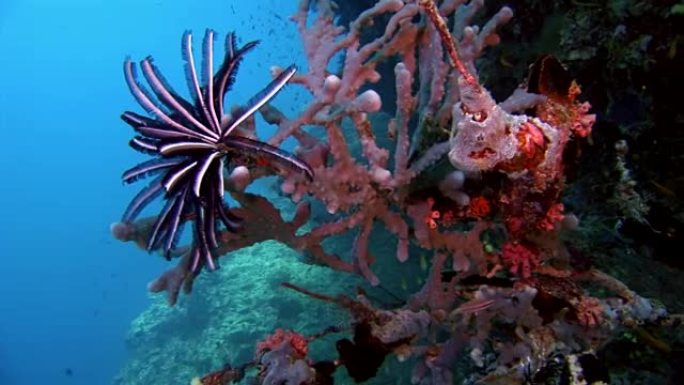 马尔代夫海底海底杂色海百合类棘皮动物。