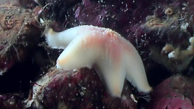 白色海星在海底靠近水下。