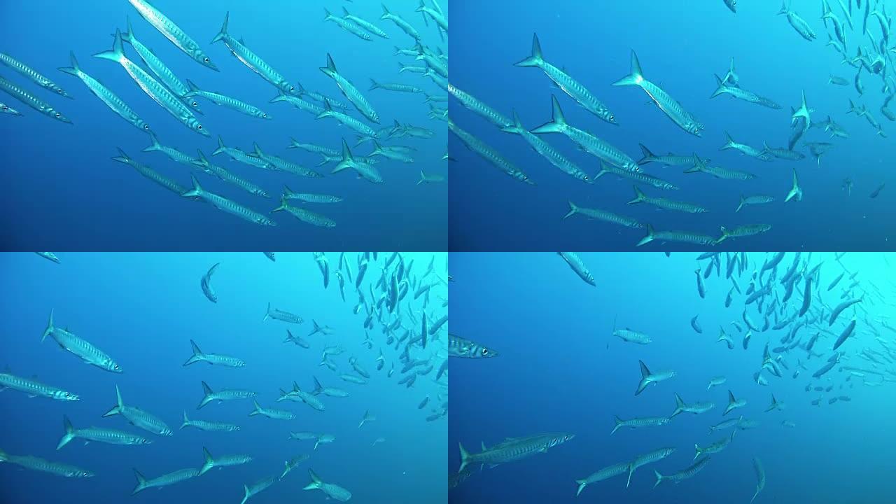 海洋野生动物-在非常蓝色的水中梭子鱼浅滩的水下场景