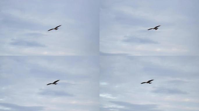 猛禽在多云的天空中飞翔