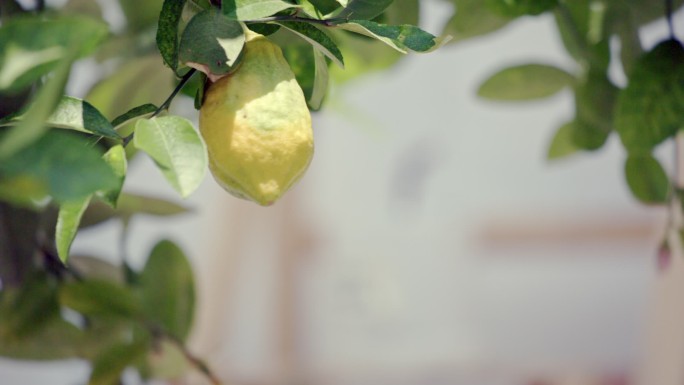 柠檬树上的黄色柠檬果实