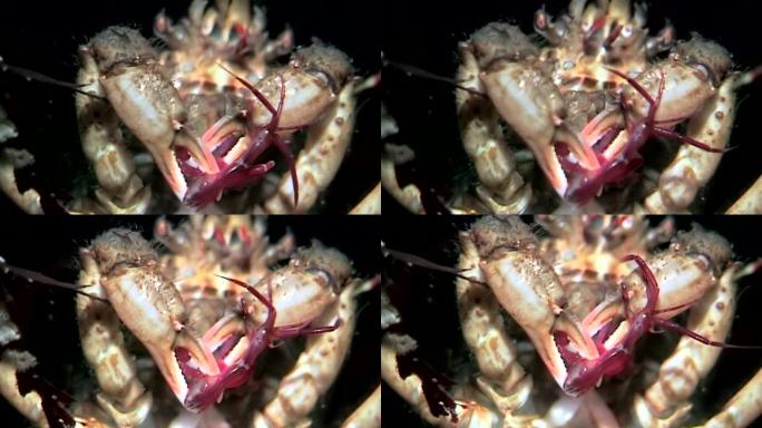 螃蟹hios在俄罗斯白海海底用水下爪子抓住战利品。