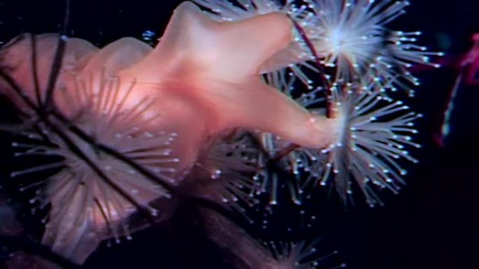 白海水下的卢塞纳利亚四角星。