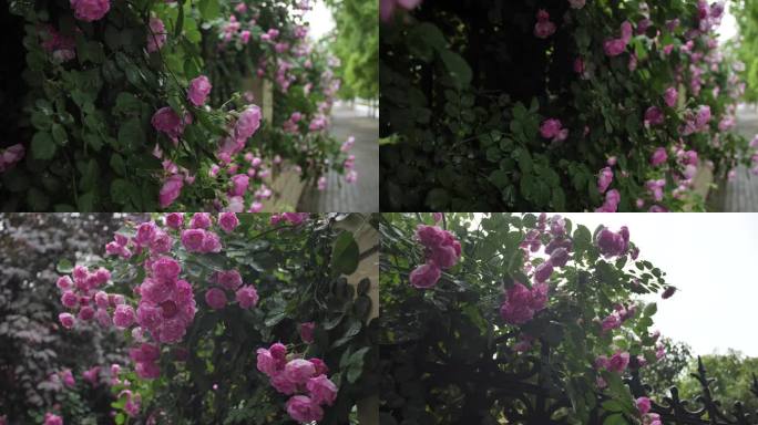 谷雨里的蔷薇花