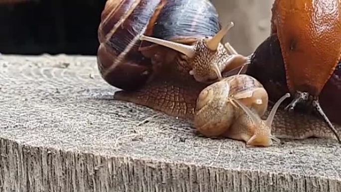 蜗牛爱情视频