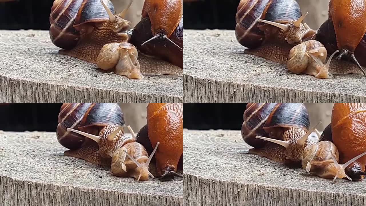 蜗牛爱情视频