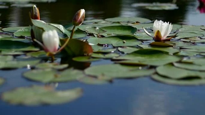 湖中的白色睡莲花。