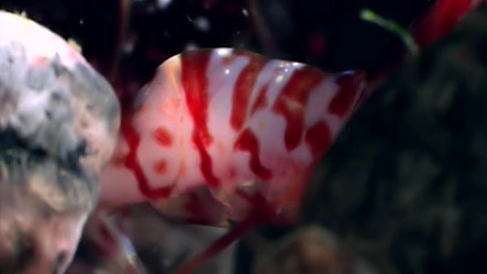 红虾的眼睛遮住了面具，寻找白海水下的食物。