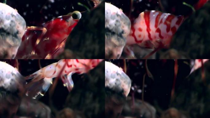 红虾的眼睛遮住了面具，寻找白海水下的食物。