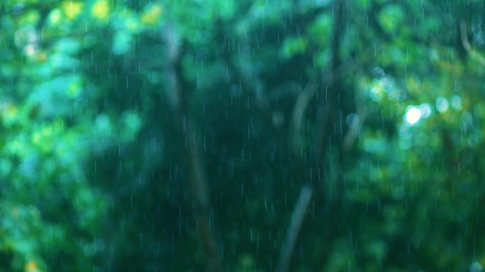 4k写意自然风光梅雨季雨水潮湿天气变化