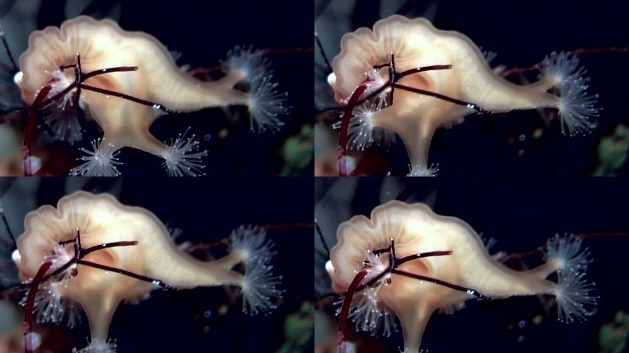 卢塞纳利亚quadricannis在白海的水下捕获并食用Caprella