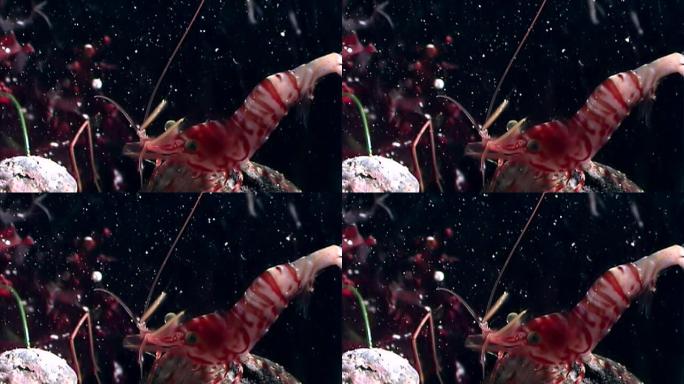 红虾蒙面寻找白海俄罗斯海底的食物。