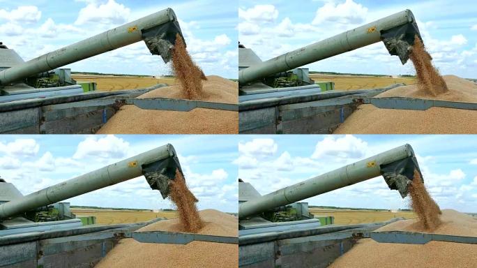 用联合收割机收获夏季谷物