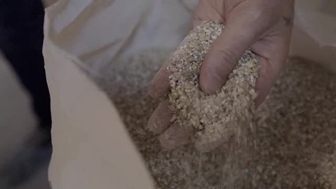 干燥的麦芽豆准备用于酿造啤酒或纯亮或深色麦芽威士忌。健康有益成分的概念。用于精酿啤酒的大麦麦芽