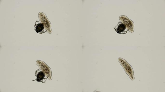 Hydrachnidia坐在扁平的planaridae上，然后在显微镜下逃跑