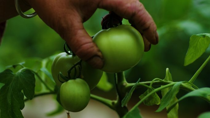 犀浦有机农庄绿色番茄拍摄