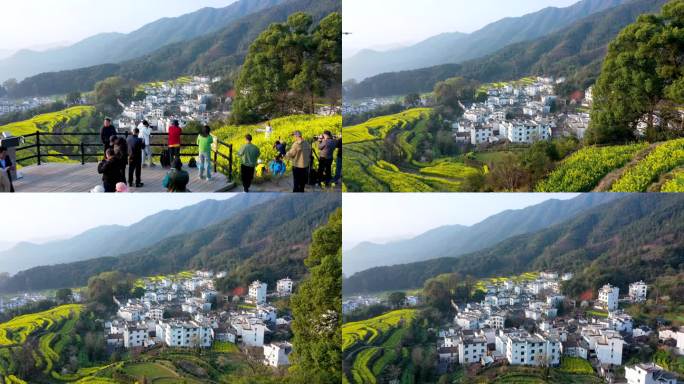 航拍江西省婺源江岭景区油菜花花海风景