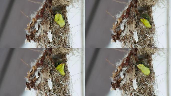 黄腹太阳鸟筑巢并将食物带到巢中。