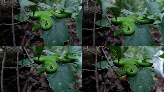 青蛇在灌木丛中，绿坑毒蛇咬伤