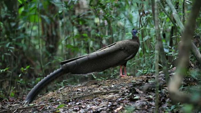 奇异鸟: 成年雄性大阿格斯 (argsianus argus)，角度观，清晨在泰国南部Thale B