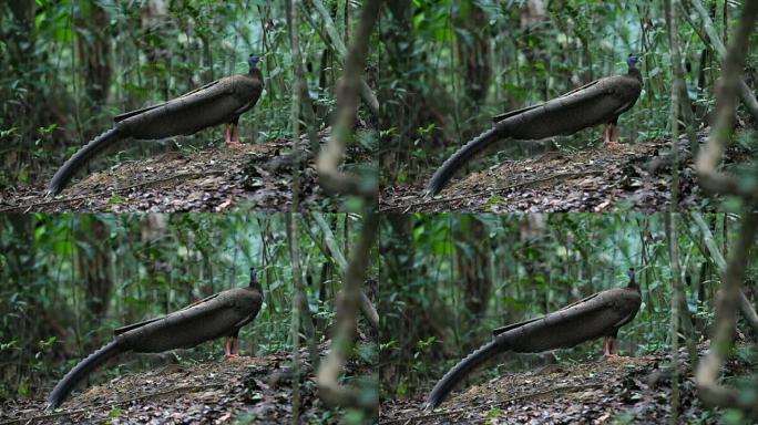 奇异鸟: 成年雄性大阿格斯 (argsianus argus)，角度观，清晨在泰国南部Thale B