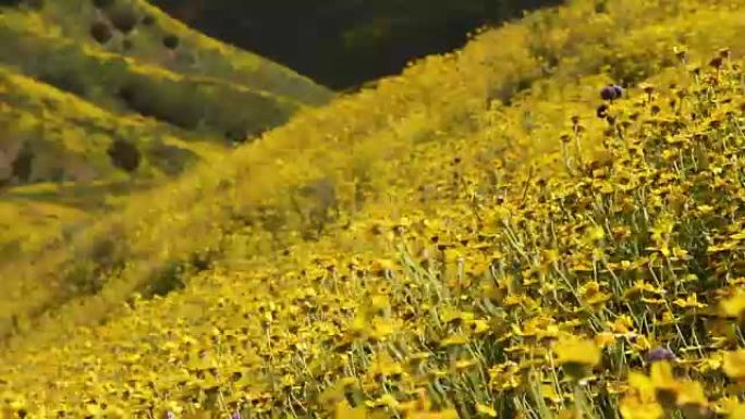 起伏的山坡上覆盖着黄色的花朵，在加利福尼亚州的微风中摇曳