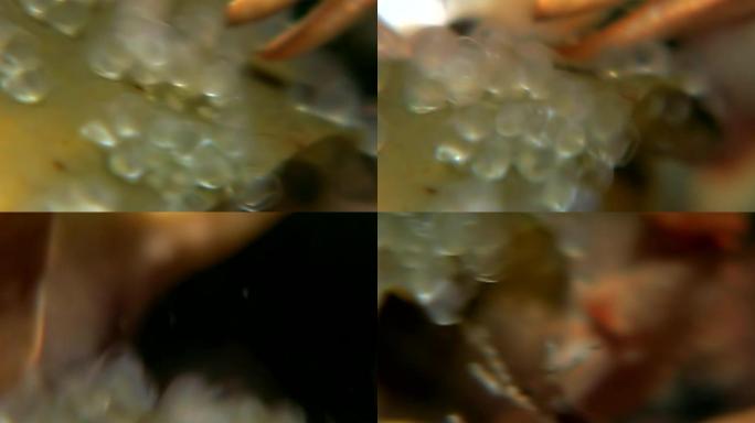 螃蟹的Chela爪在俄罗斯白海海底的水下抢夺鱼子酱。