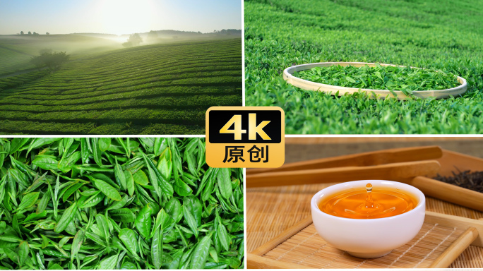 茶叶红茶茶园茶山冲茶倒茶