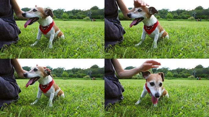 女人双手宠物穿着红色方巾的小狗坐在草地上。主人爱护。录像