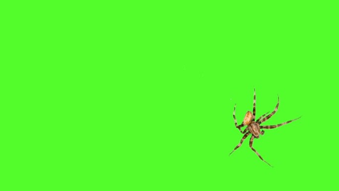 蜘蛛在绿色背景徽标屏幕保护程序上的屏幕上运行。在视频编辑器中一键选择和覆盖
