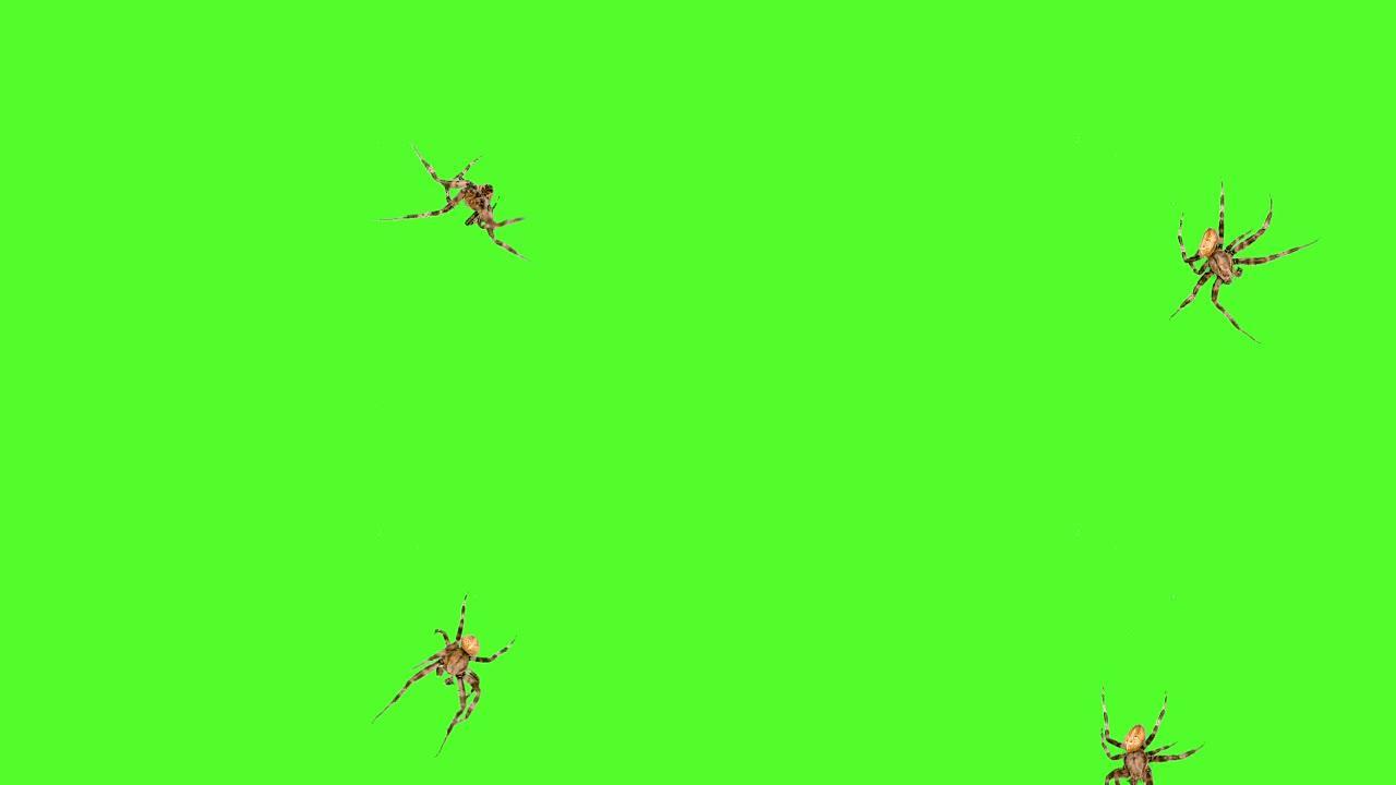 蜘蛛在绿色背景徽标屏幕保护程序上的屏幕上运行。在视频编辑器中一键选择和覆盖