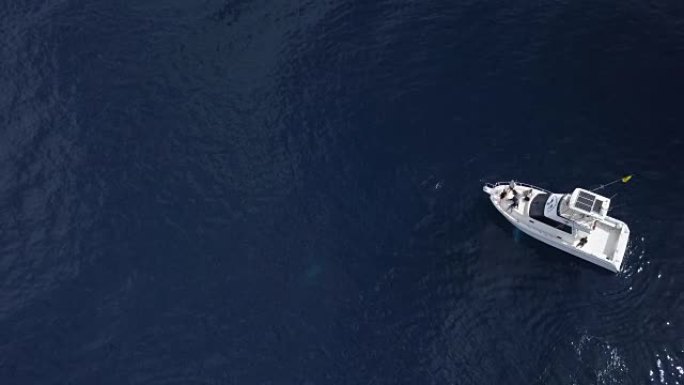领航鲸自由游泳，富埃特文图拉加那利群岛