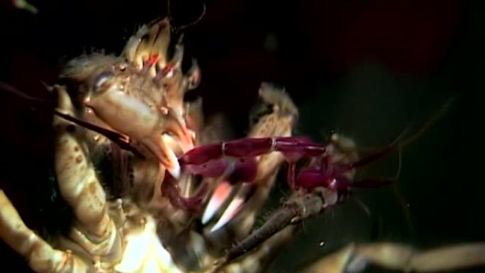 螃蟹hios在俄罗斯白海海底用水下爪子抓住战利品。