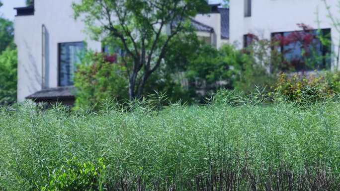 油菜花成熟油菜籽油菜田4K