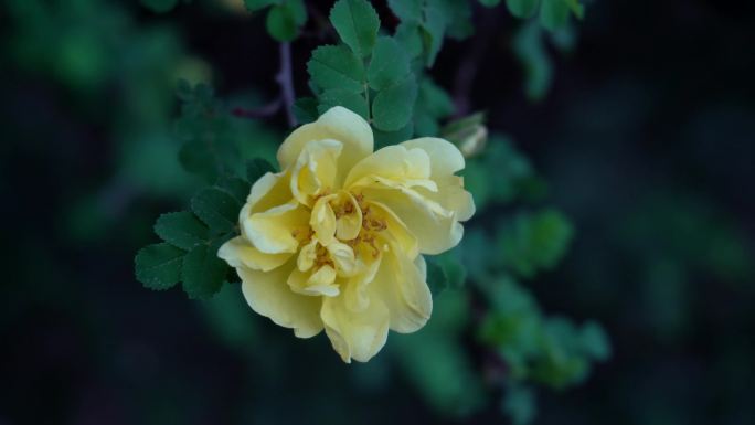 黄色蔷薇花鲜花怒放春暖花开