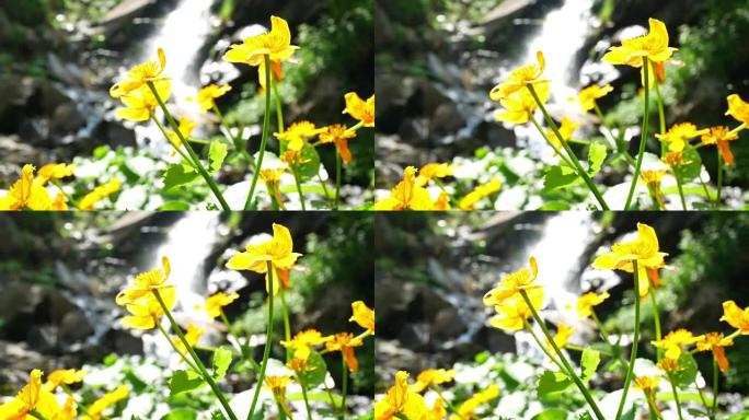 花黄色瀑布